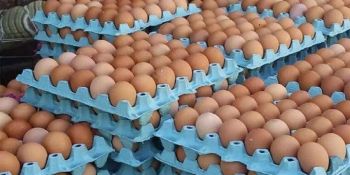 بعد ارتفاعها الصاروخي في رمضان.. أسعار البيض تعود للانخفاض لهذا السبب