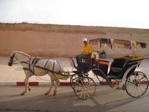 رحلة جميلة رفقة سائحين على متن الكوتشي بمكناس