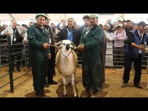 شاهد الصردي الذي فاز المدالية الذهبية بالمعرض الدولي للفلاحة بمكناس