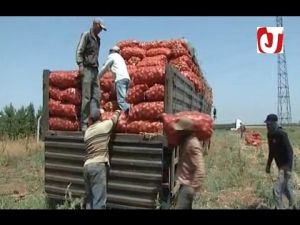 ‫تصدير البصل من إقليم الحاجب الى الأسواق الافريقية‬‎