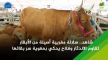 من معرض الفلاحة.. سلالة مغربية أصيلة من الأبقار تقاوم الاندثار وفلاح يحكي بعفوية سر بقائها