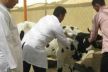 تلقيح أزيد من ثلاثة ملايين رأس من القطيع الوطني من الأبقار ضد الحمى القلاعية