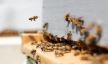 مكتب السلامة الصحية يواصل تحرياته لمعرفة سبب ظاهرة اختفاء طوائف النحل الغير المسبوقة
