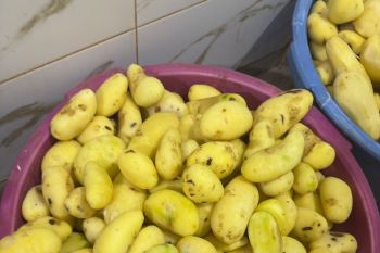 بالصور.. حجز 17 طنا من البطاطس غير الصالحة داخل وحدة سرية بآيت يعزم ضواحي مكناس